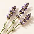 Lavanda orgánica 